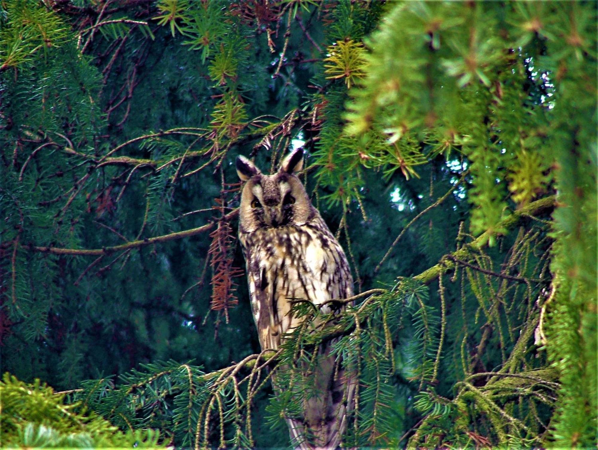 Hernis-Hoefle Elzach Zewnętrze zdjęcie