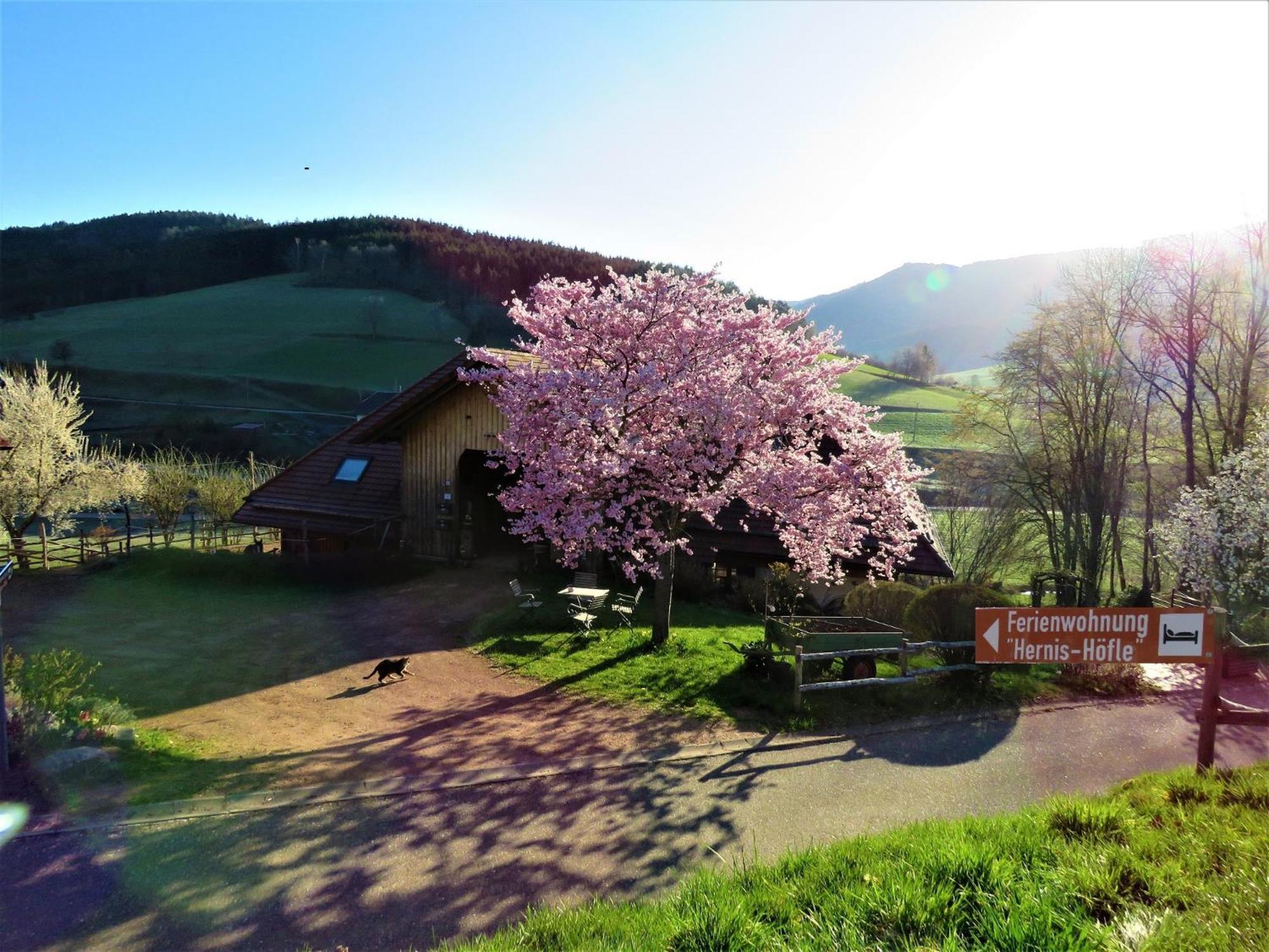 Hernis-Hoefle Elzach Zewnętrze zdjęcie